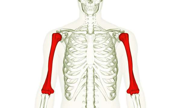 плечевая кость