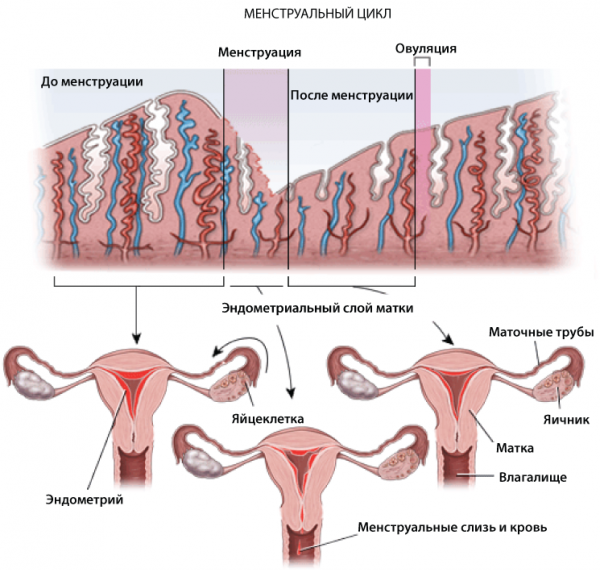 Прерванный половой акт во время менструации
