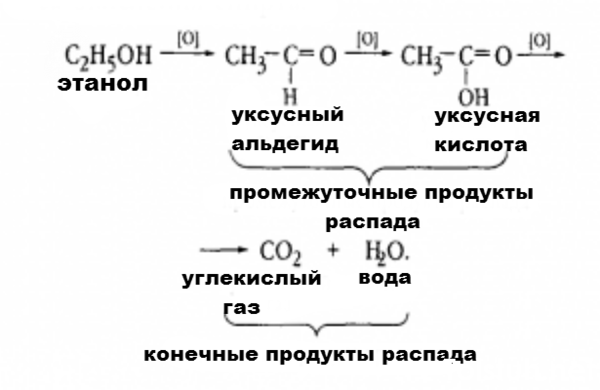 Продукты распада воды. Превращение этанола в уксусную кислоту. Продукты распада этанола. Распад этилового спирта в организме.