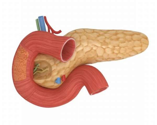 Поджелудочная железа отвечает за производство инсулина в организме