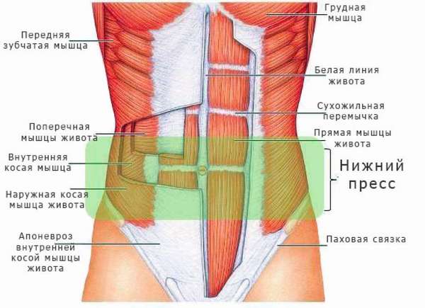 Схема брюшных мышц