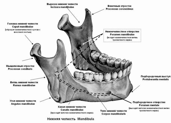 Структура нижней челюсти