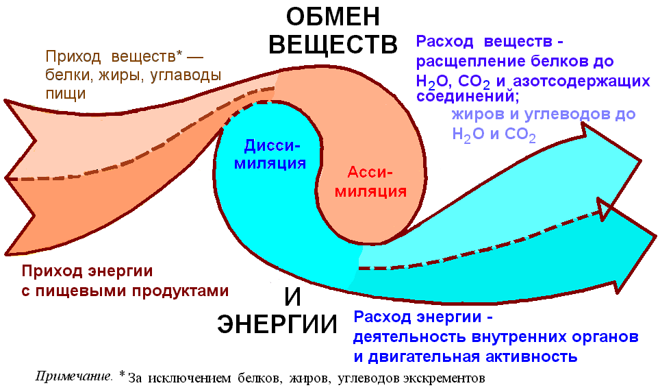 Схема метаболизма человека